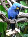 Hyacinth Macaw (Anodorhynchus hyacinthinus)