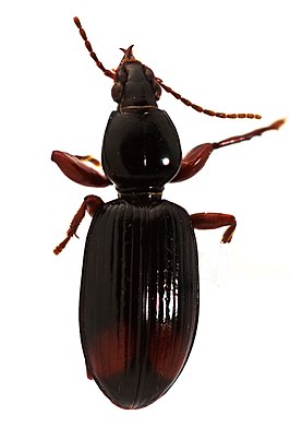 Ardistomis obliquatus