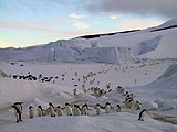 Adeliepinguine am Kap Crozier