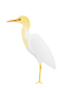 Bubulcus ibis