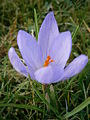 Crocus etruscus side-view