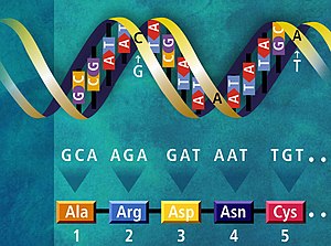 Heliks ganda dua terletak mengufuk. Heliks mengandungi pasangan huruf menegak (contohnya, G & C, C & G, dan A & T) yang melambangkan pasangan bes di dalam DNA. Huruf bawah setiap pasangan tertulis di bawah heliks. Huruf-huruf ini dalam kumpulan tiga (triplet). Di bawah setiap triplet ialah anak panah menunjuk asid amino yang sepadan. Contohnya, anak panah yang menunjuk dari "GCA" ke Alanina.