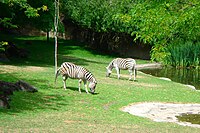 Damara Zebra