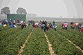 Rumänische Saisonarbeiter bei der Erdbeerernte