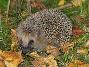 Brown hedgehog