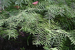 Gleichenia polypodioides