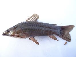 Hoplosternum magdalenae