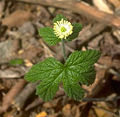 Hydrastis canadensis