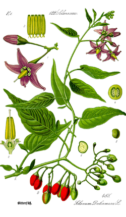 Εικόνα του είδους Solanum dulcamara ή κν. κοκορέλια