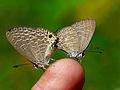 Mating on my finger