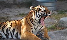 Kayu the Malayan Tiger yawns while resting in her habitat at ZooTampa.