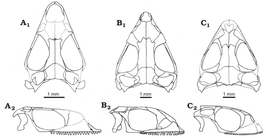 Kuehneosauridae