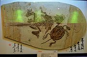 Psittacosaurus and turtle