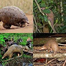 Four Manid species in a collage; from top-left, clockwise: ground pangolin, tree pangolin, Philippine pangolin and Sunda pangolin