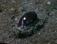 Callianax biplicata, the dark morph