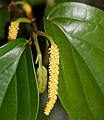 Flower spike (female)