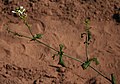 Plumbago zeylanica