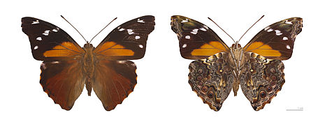 Museum specimen ♂ Both sides