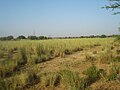 Saccharum munja (Munja grass)