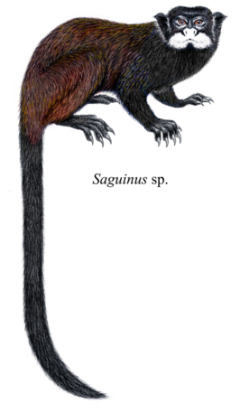 Saguinus kulina