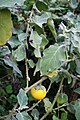 Solanum insanum