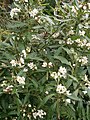 Solanum laxum