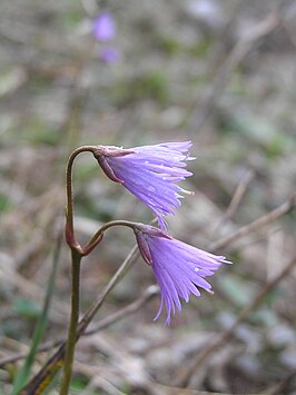 Bergkwastjesbloem