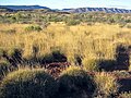 Spinifex-Gras bedeckt große Gebiete der australischen Wüste