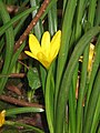 Sternbergia lutea