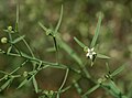 Mittleres Leinblatt (Thesium linophyllon)