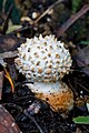 Amanita ochrophylloides