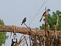 Graubülbül Common Bulbul