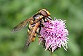 Volucella inanis