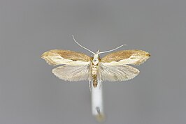 Ypsolopha falcella