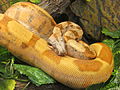 Boa Constrictor constrictor