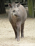 Tapir