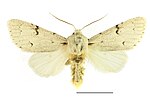 Acronicta leporina – Specimen