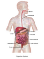 Image 2Illustration of the adult digestive system.