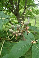 foliage