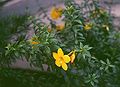 Goldtrompete (Allamanda cathartica)