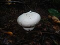 !!! Amanita virosa !!!