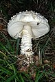 !!Amanita vittadinii!!