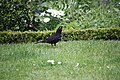 Amsel männlich