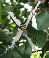 St. Andrews cross spider