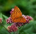 Kaisermantel (Argynnis paphia)