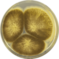 Aspergillus indologenus growing on CYA plate