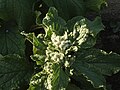 (Borago officinalis)