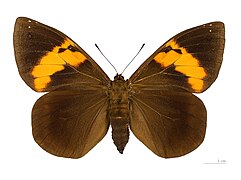 Dorsal side.