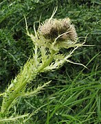 Cirsium spinosissimum (spiniest thistle)