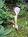 Colchicum lusitanum